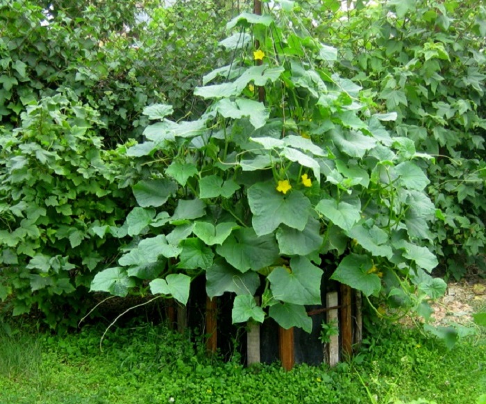 Вертикальная грядка или способ выращивания под шпалерой