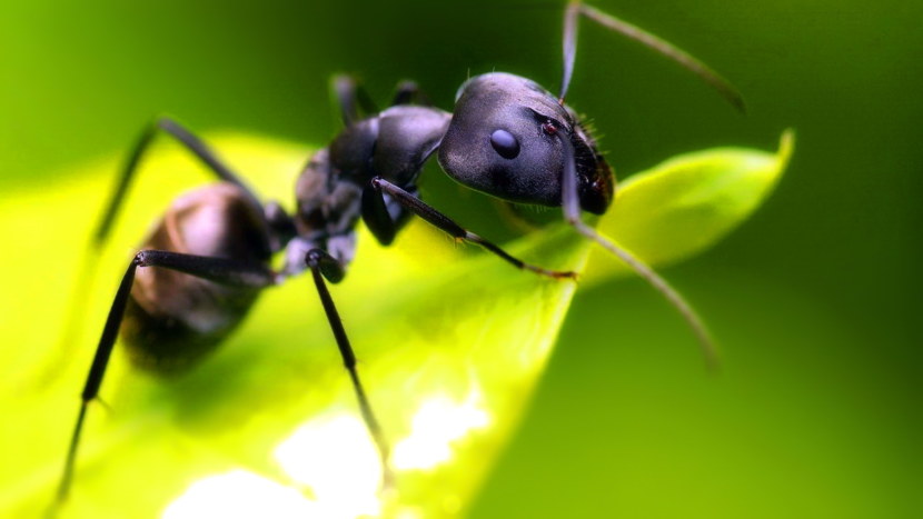 Изгнание муравьев